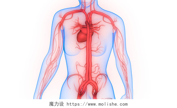 人体血液循环系统插图人类循环系统心脏解剖。3D